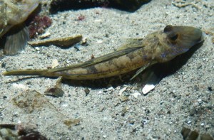 Піскарка велика, або риба-ліра (Callionymus lyra)