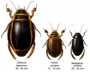 Плавунцеві, або плавунці – родина комах (Dytiscidae)