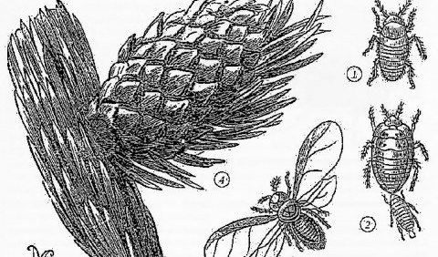 Попелиці, або тлі, або тлеві – надродина комах (Aphididae)