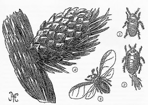 Попелиці, або тлі, або тлеві – надродина комах (Aphididae)