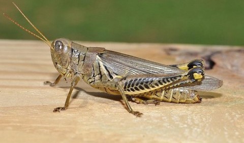 Прямокрилі – ряд комах (Orthoptera)
