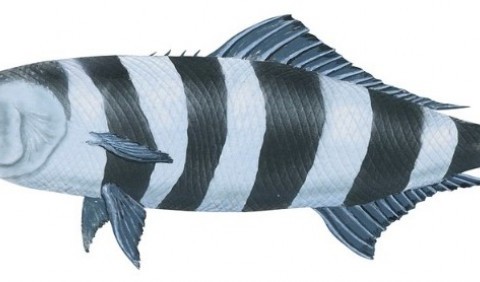 Риба-лоцман (Naucrates ductor)