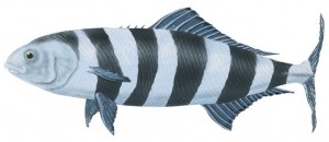 Риба-лоцман (Naucrates ductor)