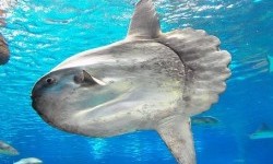 Риба-місяць, або риба-сонце (Mola molä)