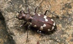 Скакуни – підродина комах (Cicindelae)