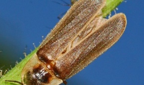 Світляк звичайний, або Іванів черв’ячок (Lampyris noctiluca)