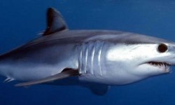Акула-мако, або чорнокрила акула, або сіро-блакитна оселедцева акула (Isurus oxyrinchus)