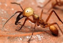 Мурахи, або мурашки – родина комах (Formicidae)