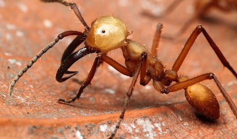 Мурахи, або мурашки – родина комах (Formicidae)