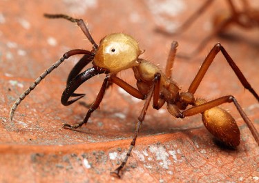 Американська мандрівна мураха
