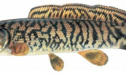 Амія, або мулова риба (Amia calva)