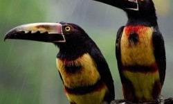 Арасарі нашийниковий (Pteroglossus torquatus)