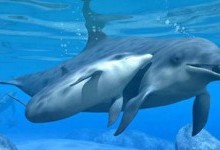 Дельфін афаліна