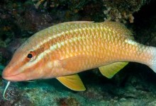 Барабулеві, або султанкові – родина риб (Mullidae)