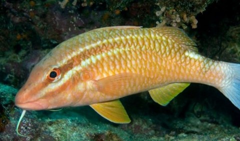 Барабулеві, або султанкові – родина риб (Mullidae)