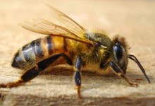 Бджола медоносна (Apis mellifera)