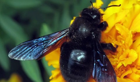 Бджола-тесляр