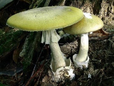 Бліда поганка – найотруйніший гриб