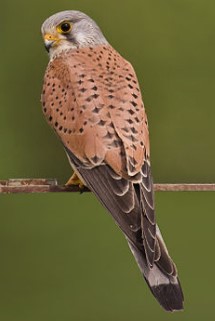 Боривітер звичайний (Falco tinnunculus)