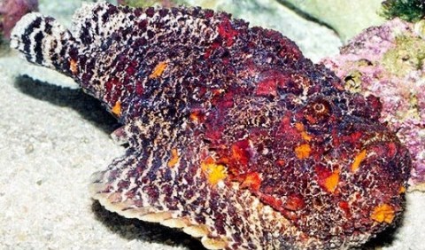 Бородавчатка, або риба-камінь (Synanceia verrucosa)