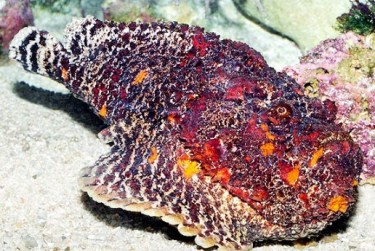 Бородавчатка, або риба-камінь (Synanceia verrucosa)