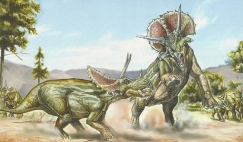 Цератопси, анкілозаври і пахіцефалозаври
