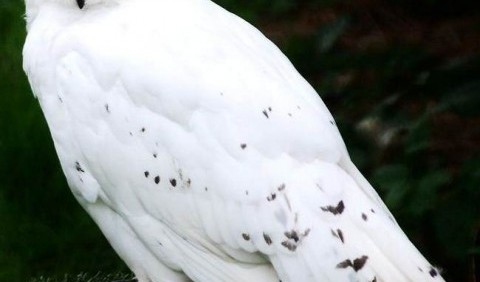 Біла сова