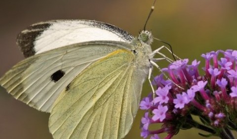 Біланові метелики – родина комах (Ріеrіdіdае)