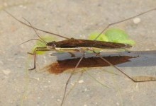 Водомірки – родина комах (Cerridae)