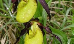 Венерині черевички звичайні