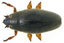 Вертячки – родина жуків (Cyrinidae)