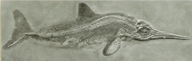 Викопний скелет іхтіозавра, виявлений у Гольцмадені, Німеччина