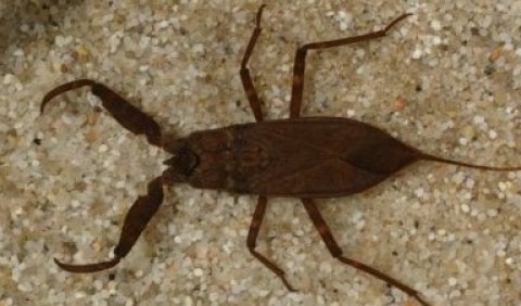 Водяні скорпіони – родина комах (Nepidae)