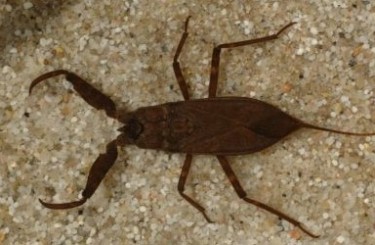 Водяні скорпіони – родина комах (Nepidae)