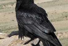 Ворон (Corvus corax)