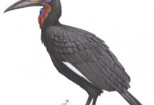 Ворон рогатий абіссинський (Bucorvus abyssinicus)