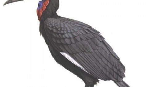 Ворон рогатий абіссинський (Bucorvus abyssinicus)