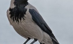 Ворона сіра, або ґава (Corvus cornix)