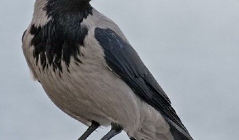 Ворона сіра, або ґава (Corvus cornix)