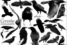 Воронові – родина птахів (Corvidae)