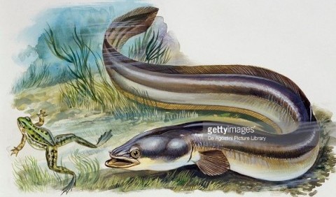 Вугрові, або прісноводні вугри – родина риб (Anguillidae)