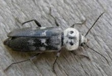 Вусачі – родина комах (Cerambycidae)