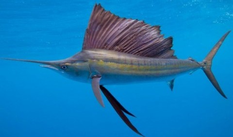 Вітрильник індо-тихоокеанський, або риба-вітрильник (Istiophorus platypterus)