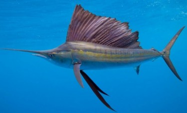 Вітрильник індо-тихоокеанський, або риба-вітрильник (Istiophorus platypterus)