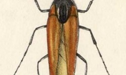 Віялоносці, або віяльники – родина комах (Rhipiphoridae)