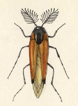 Віялоносці, або віяльники – родина комах (Rhipiphoridae)