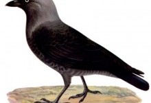 Галка звичайна (Corvus monedula)