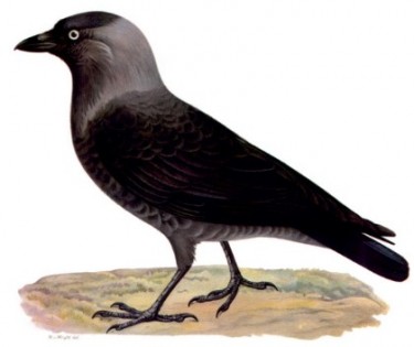 Галка звичайна (Corvus monedula)