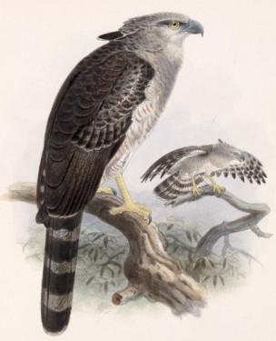 Гарпія гвіанська, або гарпія довгохвоста (Morphnus guianensis)