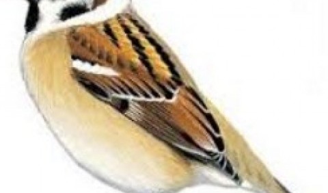 Горобець польовий (Passer montanus)